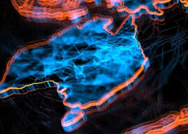 Australians rate AI, economic crisis and disinformation as leading security threats